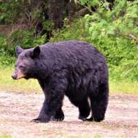 Several Bear Sightings Reported Throughout This Hudson Valley County: Here's How To Avoid Them
