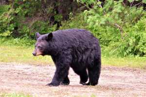 Bear Spotted Along Route 1 In North Brunswick