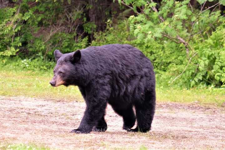 Bear Spotted Along Route 1 In Central Jersey