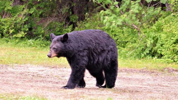 A black bear.