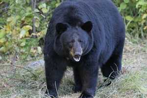 Pair Of New Black Bear Sightings Reported In Northern Westchester