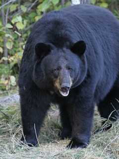 Bear Keeps North Castle Employees Inside Building