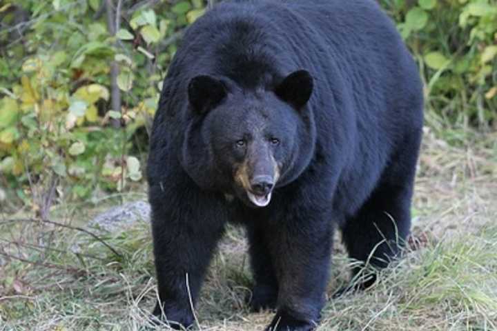 Pair Of New Black Bear Sightings Reported In Northern Westchester