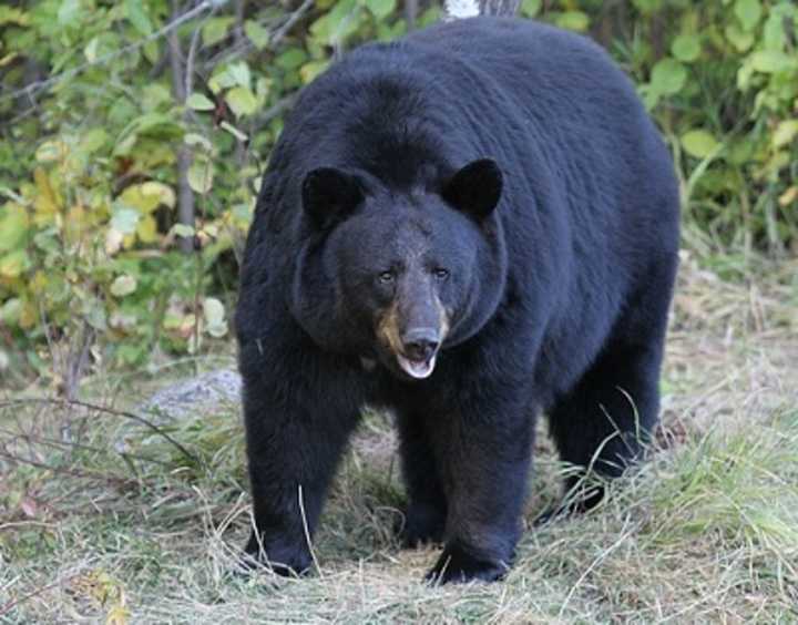 A young black bear like this was treed on Washington Avenue in Suffern Monday.