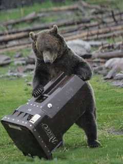 Ramapo Police Issue Food, Garbage Warnings After Black Bear Sightings
