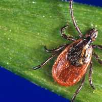 New Cases Of Dangerous, Rare Tick-Borne Disease Confirmed In New England