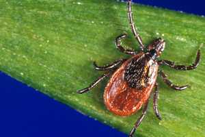 2 Cases Of Potentially Fatal Powassan Virus Reported In Litchfield County