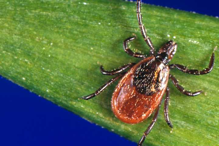 Two CT Residents Test Positive For Dangerous, Rare Tick-Borne Disease