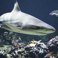 <p>A shark was spotted off Lido Beach.</p>