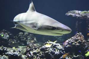 Jaws Dropping: Shark Sighting Off Long Island Beach Leads To Limited Swimming