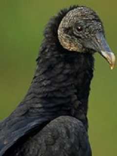 Feathery Pests Dispatched At Millbrook School's Zoo