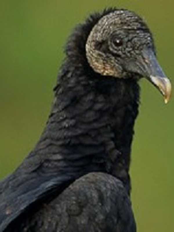 Feathery Pests Dispatched At Millbrook School's Zoo