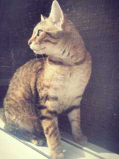 Public's Help Sought In Search For Missing Blauvelt Cat