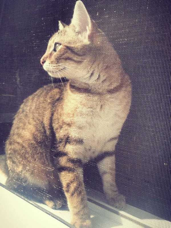 Public's Help Sought In Search For Missing Blauvelt Cat