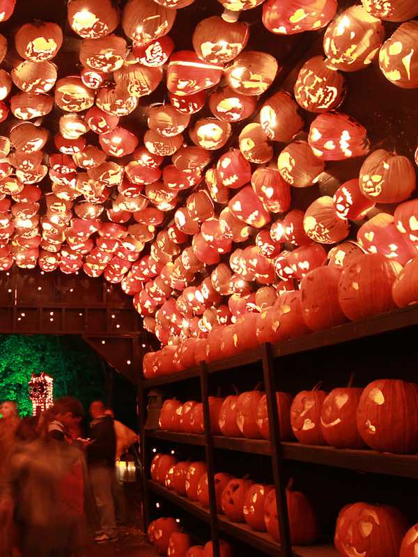 Great Jack O'Lantern Blaze Lights Up Halloween In Westchester