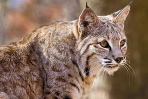 Healed Bobcat Released Into West Milford Woods