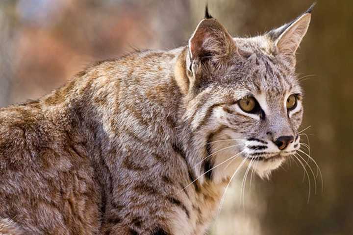 Healed Bobcat Released Into West Milford Woods