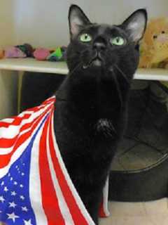 Putnam Humane Society Hopes To Scare Up Family For Boo