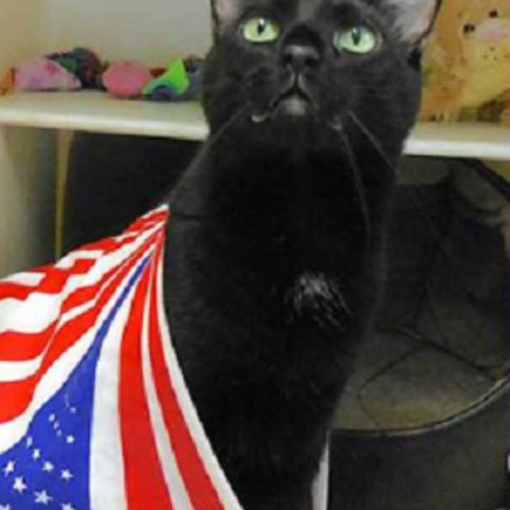 Boo, decked out in his July 4th finest, is up for adoption at the Putnam Human Society in Carmel.