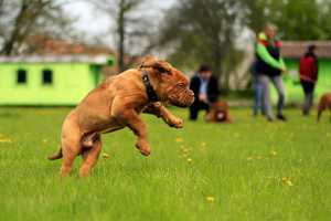 Two New Dog Parks Under Construction - 10 Area Bark Parks Total