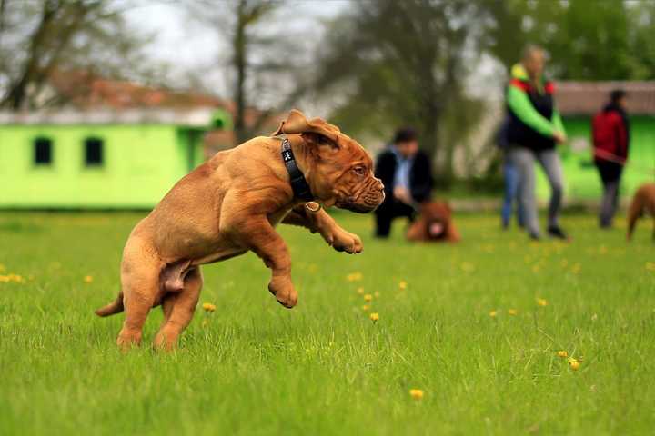 Two New Dog Parks Under Construction - 10 Area Bark Parks Total