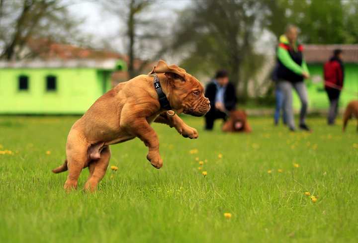 Pup in park