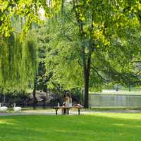 <p>Swans at the Public Garden in Boston.</p>