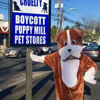 <p>Cathy Schmidt dressed as a dog and brought a cage to underscore her message</p>