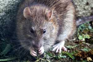 ‘Remy Teaching You How To Cook’: Rat Climbs Man’s Leg In Boston Viral Video (WATCH)