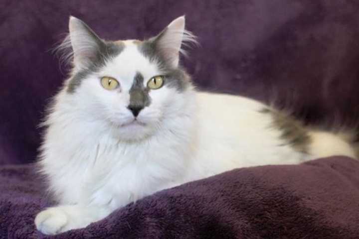 Pomona Shelter Introduces Brian, Its 'Pet Of The Week"