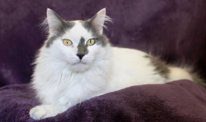 Brian, a mellow long-haired kitty, is up for adoption at the Hi Tor Animal Care Center in Pomona.