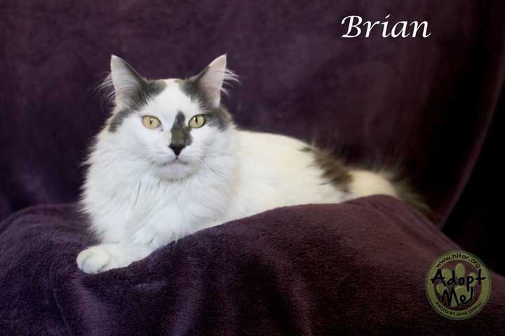 Brian is Hi Tor&#x27;s Pet of the Week.