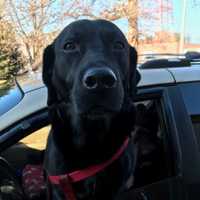 Norwalk Woman's GoFundMe Page Supports Homeless Man — And His Dog
