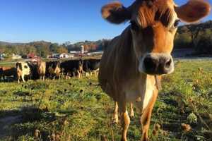 Program Will Allow Two Dutchess Farms To Stay In Operation