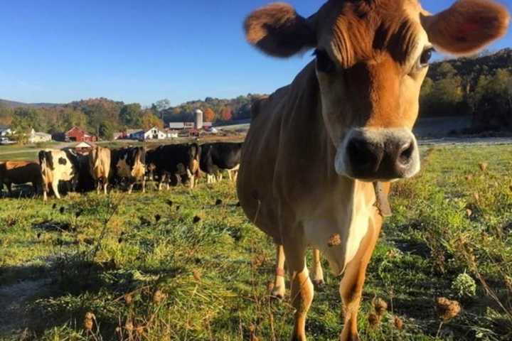 Program Will Allow Two Dutchess Farms To Stay In Operation