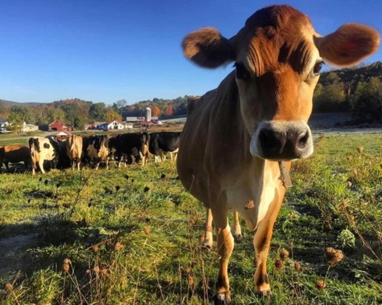 Program Will Allow Two Dutchess Farms To Stay In Operation ...