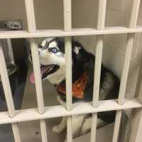 Is This Your Dog? Police Seek Owner Of Pup Found In Brookfield
