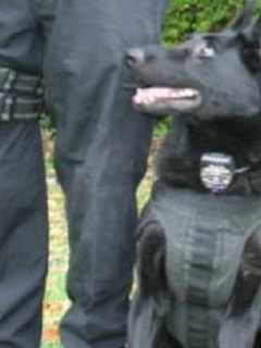Brookfield Police K-9 Bruno Helps Track Down Distraught Teen