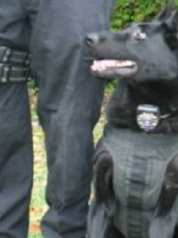 Brookfield Police K-9 Bruno Helps Track Down Distraught Teen