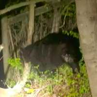 Black Bear Spotted In Upper Makefield