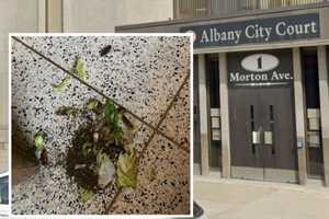 NY Courthouse Evacuated After Protester Releases Cockroaches