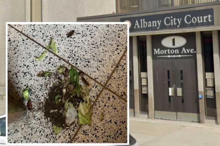 Albany Courthouse Evacuated After Protester Releases Cockroaches