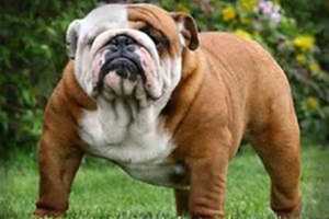 Westport Dog Festival Barks Into Winslow Park This Weekend