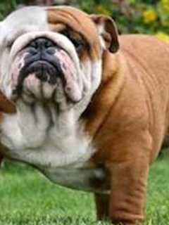 Westport-Weston Chamber Of Commerce Kicks Off First Dog Festival