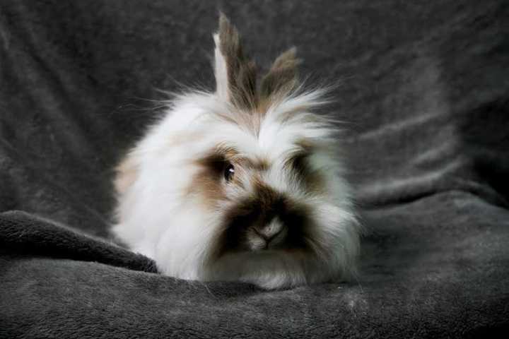 Meet Miss Liza, Hi Tor Animal Shelter's Pet Of Week



Intro