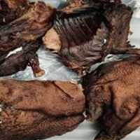 CDC Tells Customs Agents To Destroy Mysterious ‘Bushmeat’ Seized At Newark Airport