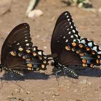 Beyond The Basics: Gardening For Butterflies In Dutchess