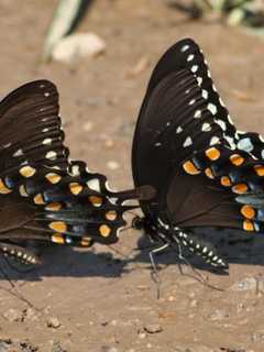 Beyond The Basics: Gardening For Butterflies In Dutchess