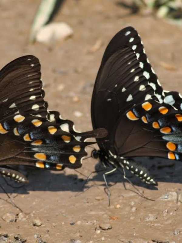 Beyond The Basics: Gardening For Butterflies In Dutchess