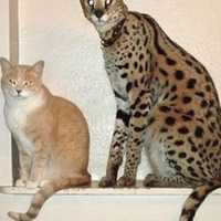 <p>Savannah cats grow significantly larger than typical domestic felines.</p>